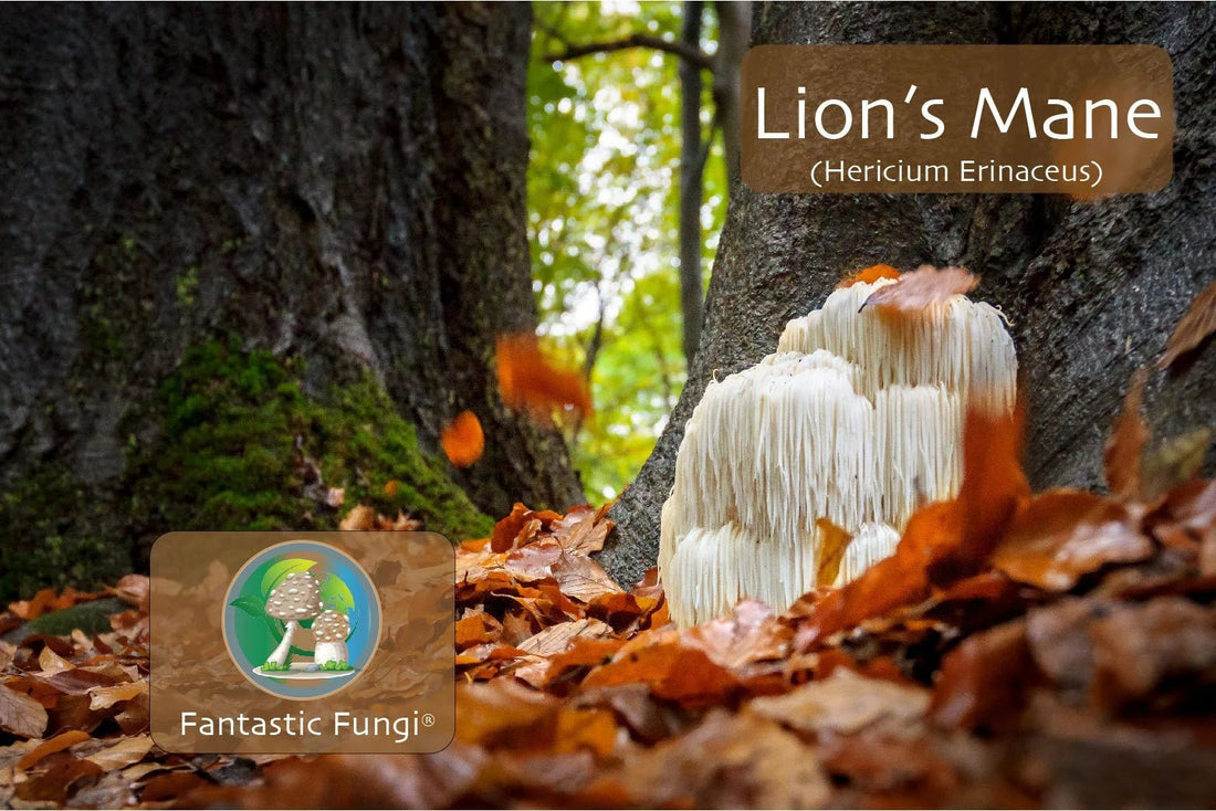 Lion’s Mane Mushroom (hericium erinaceus) – King of the forest - Ecogenya