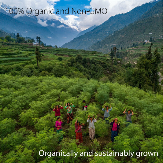 Ecogenya Organic Moringa Capsules, organically grown — packaged in Canada