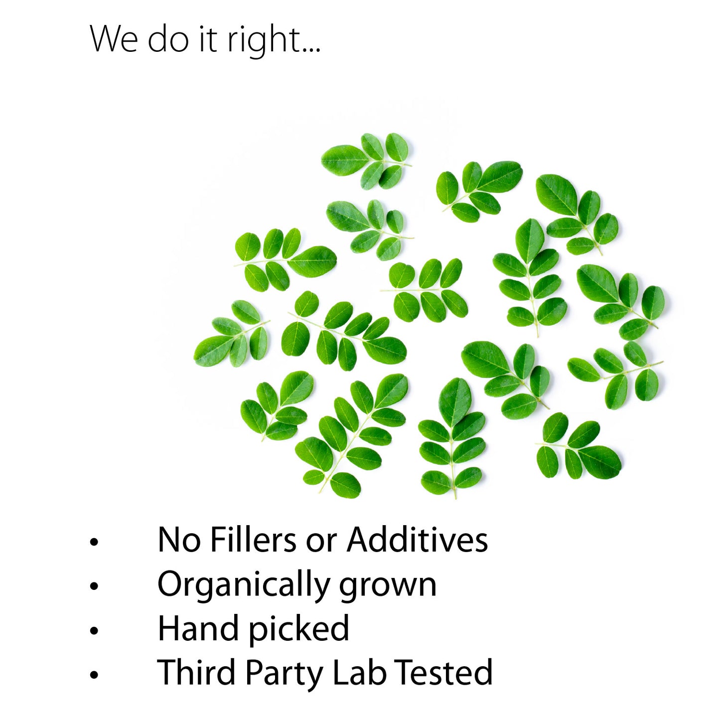 Ecogenya Moringa Leaf Extract Powder | Organic, Non-GMO | Supports Energy, Immunity & Detox