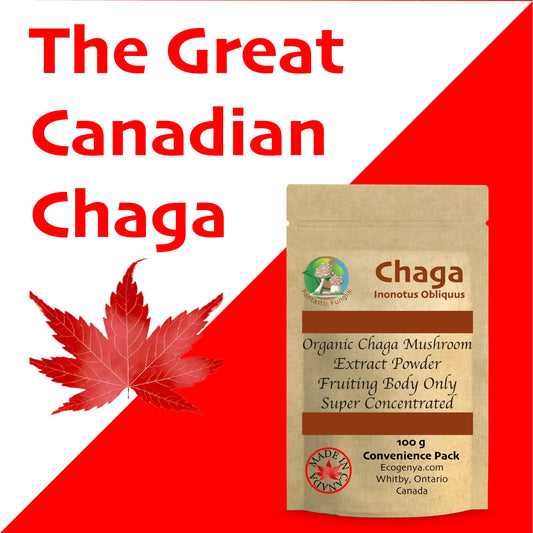 Ecogenya Organic Chaga Mushroom Extract Powder in a Canadian lifestyle setting — packaged in Canada