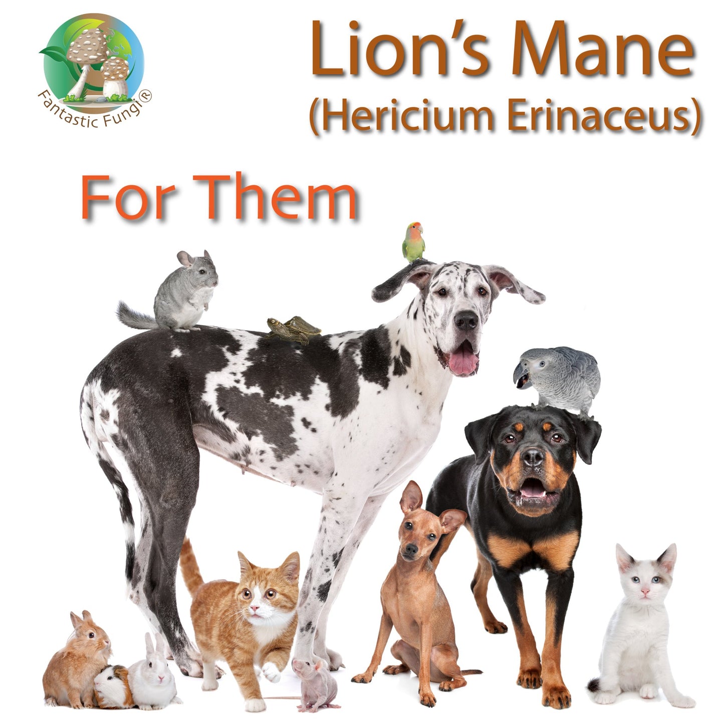 Ecogenya Continental Lion's Mane (hericium erinaceus) Mushroom Extract Powder - | Highly Concentrated - Ecogenya