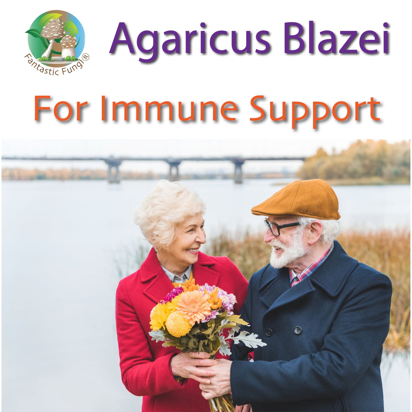 Organic Agaricus Blazei Mushroom Nutrient Extract Powder – Extrait nutritif en poudre de champignon Agaricus Blazei biologique - Ecogenya