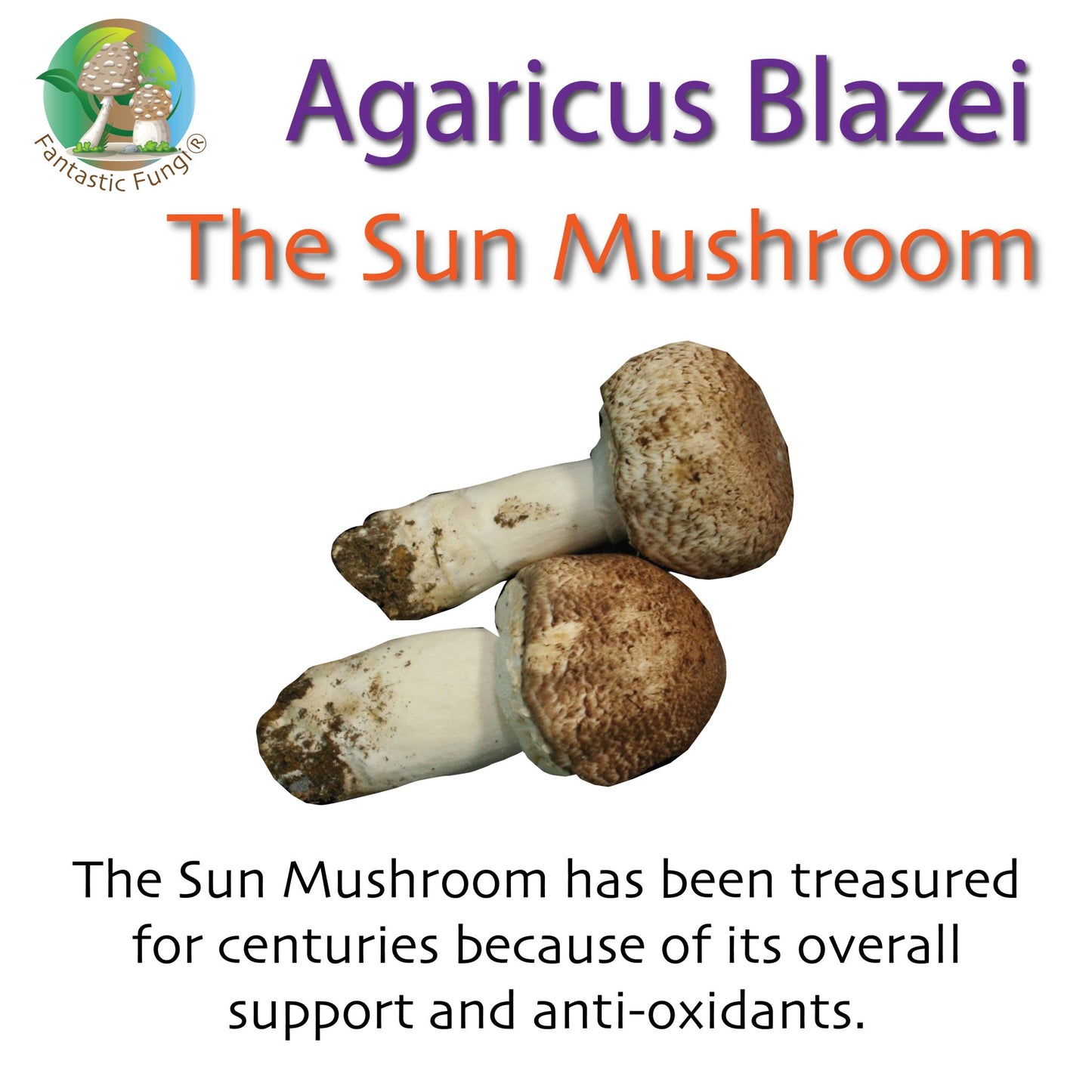Organic Agaricus Blazei Mushroom Nutrient Extract Powder – Extrait nutritif en poudre de champignon Agaricus Blazei biologique - Ecogenya