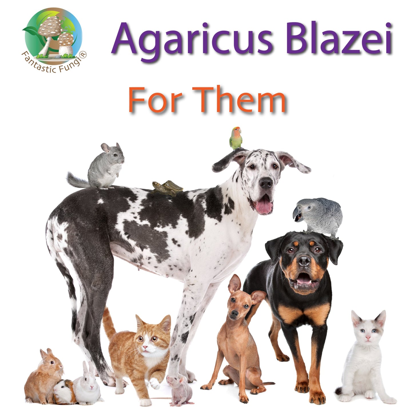 Organic Agaricus Blazei Mushroom Nutrient Extract Powder – Extrait nutritif en poudre de champignon Agaricus Blazei biologique - Ecogenya
