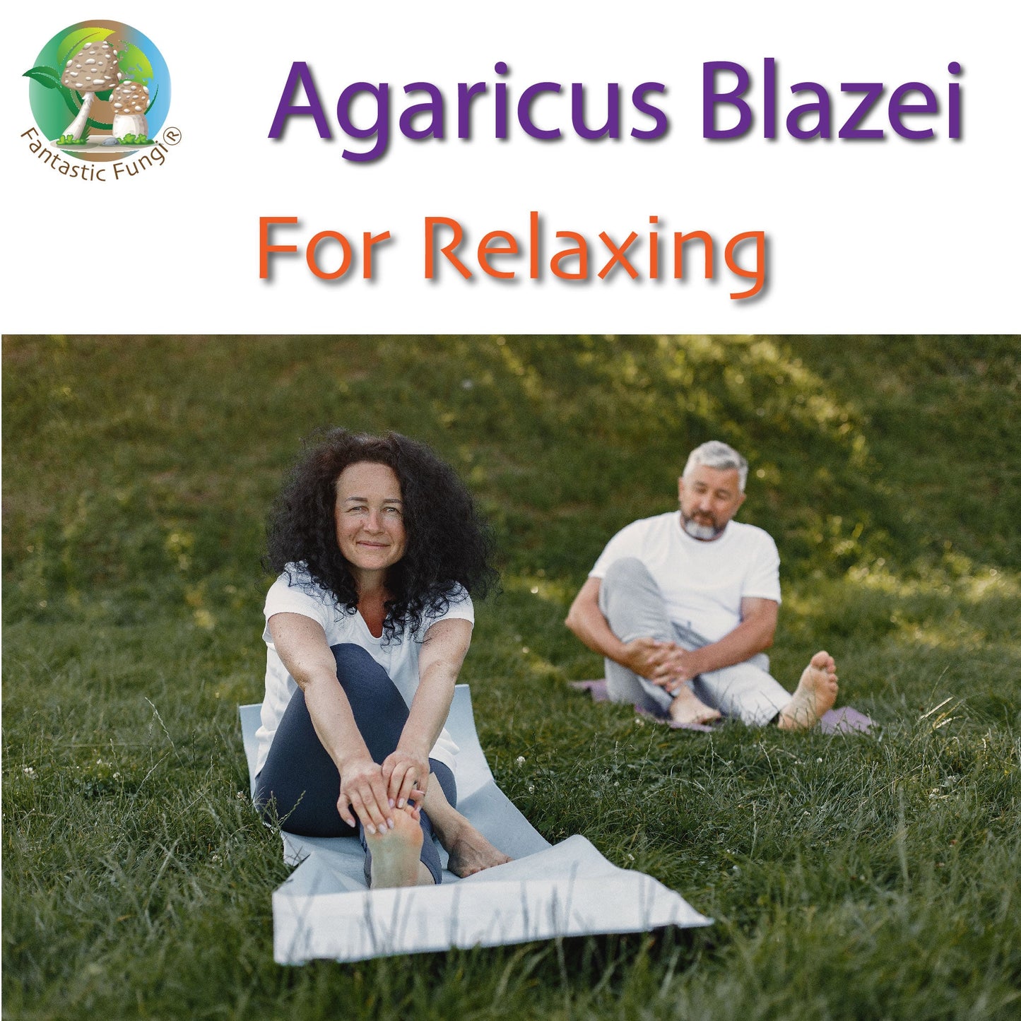 Organic Agaricus Blazei Mushroom Nutrient Extract Powder – Extrait nutritif en poudre de champignon Agaricus Blazei biologique - Ecogenya