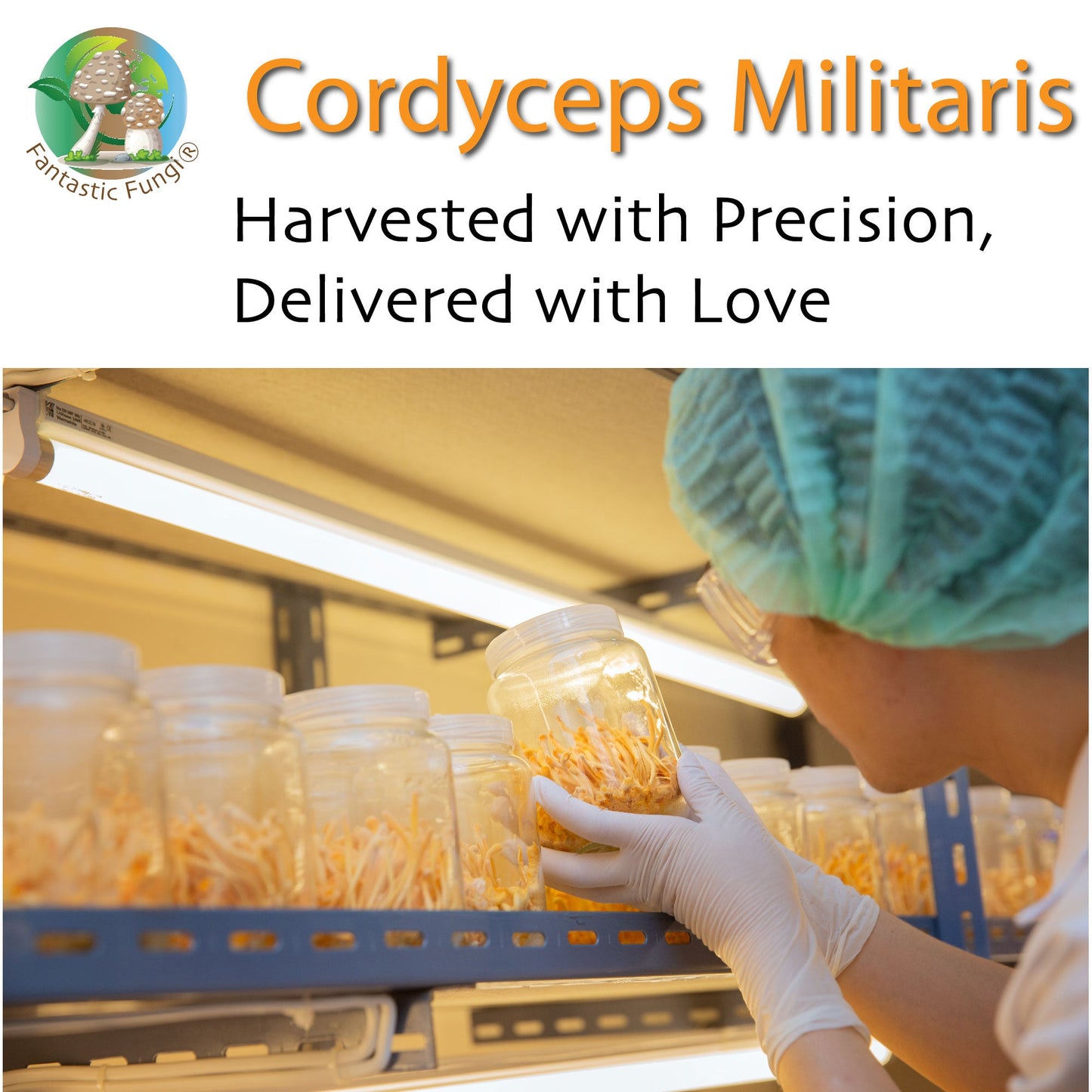 Organic Cordyceps Militaris Mushroom extract powder / Extrait de Cordyceps Militaris biologique en poudre – Halal, Kosher, Vegan, Non-GMO - Ecogenya