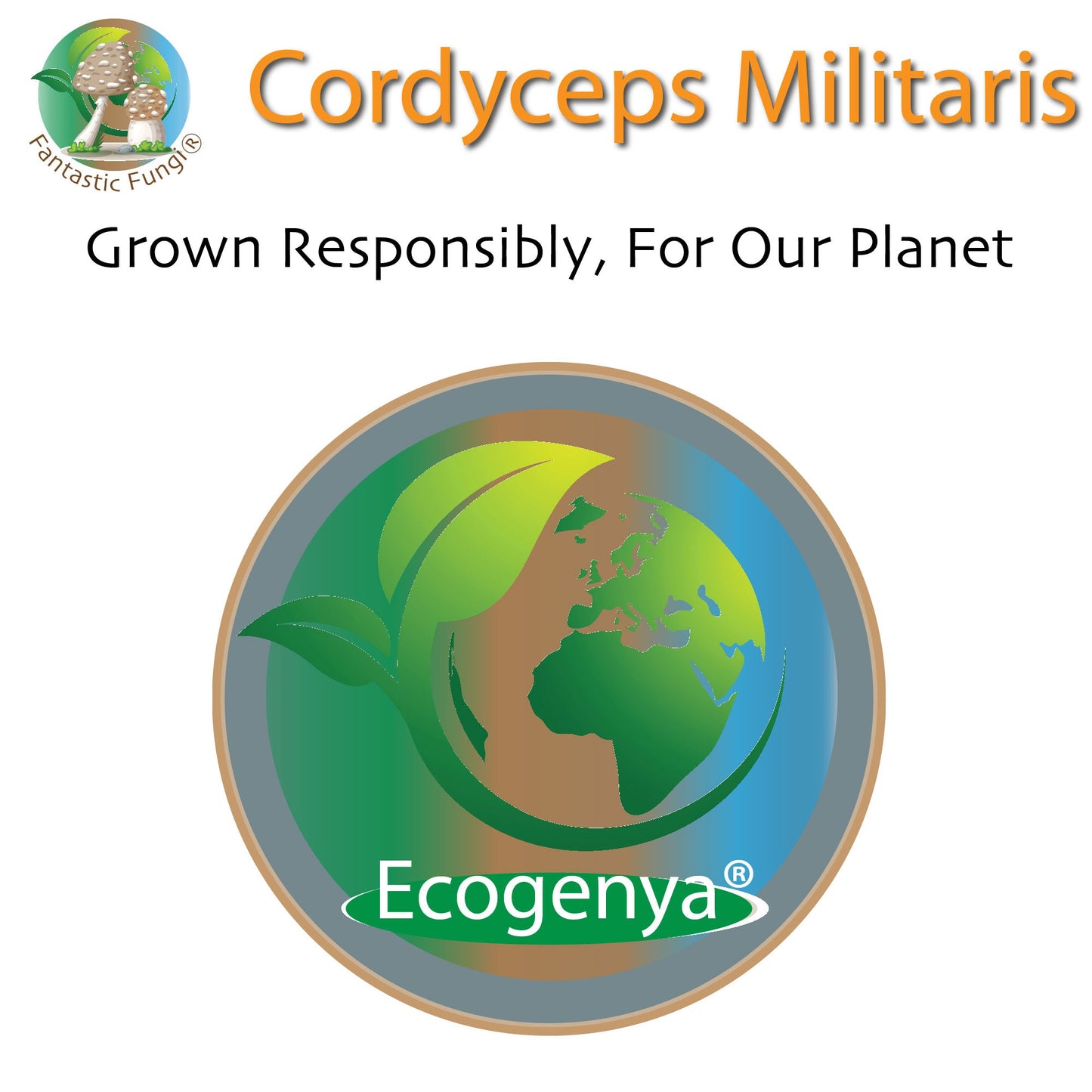 Organic Cordyceps Militaris Mushroom extract powder / Extrait de Cordyceps Militaris biologique en poudre – Halal, Kosher, Vegan, Non-GMO - Ecogenya