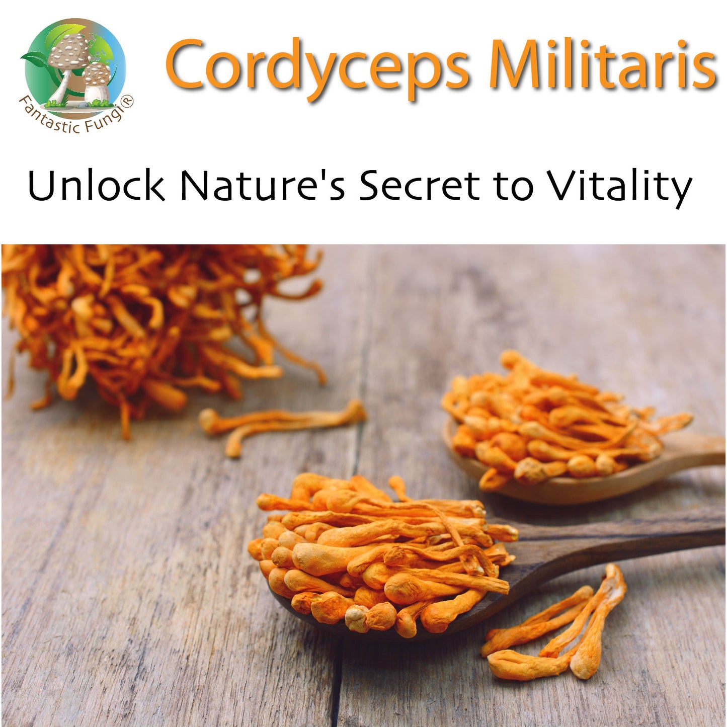 Organic Cordyceps Militaris Mushroom extract powder / Extrait de Cordyceps Militaris biologique en poudre – Halal, Kosher, Vegan, Non-GMO - Ecogenya