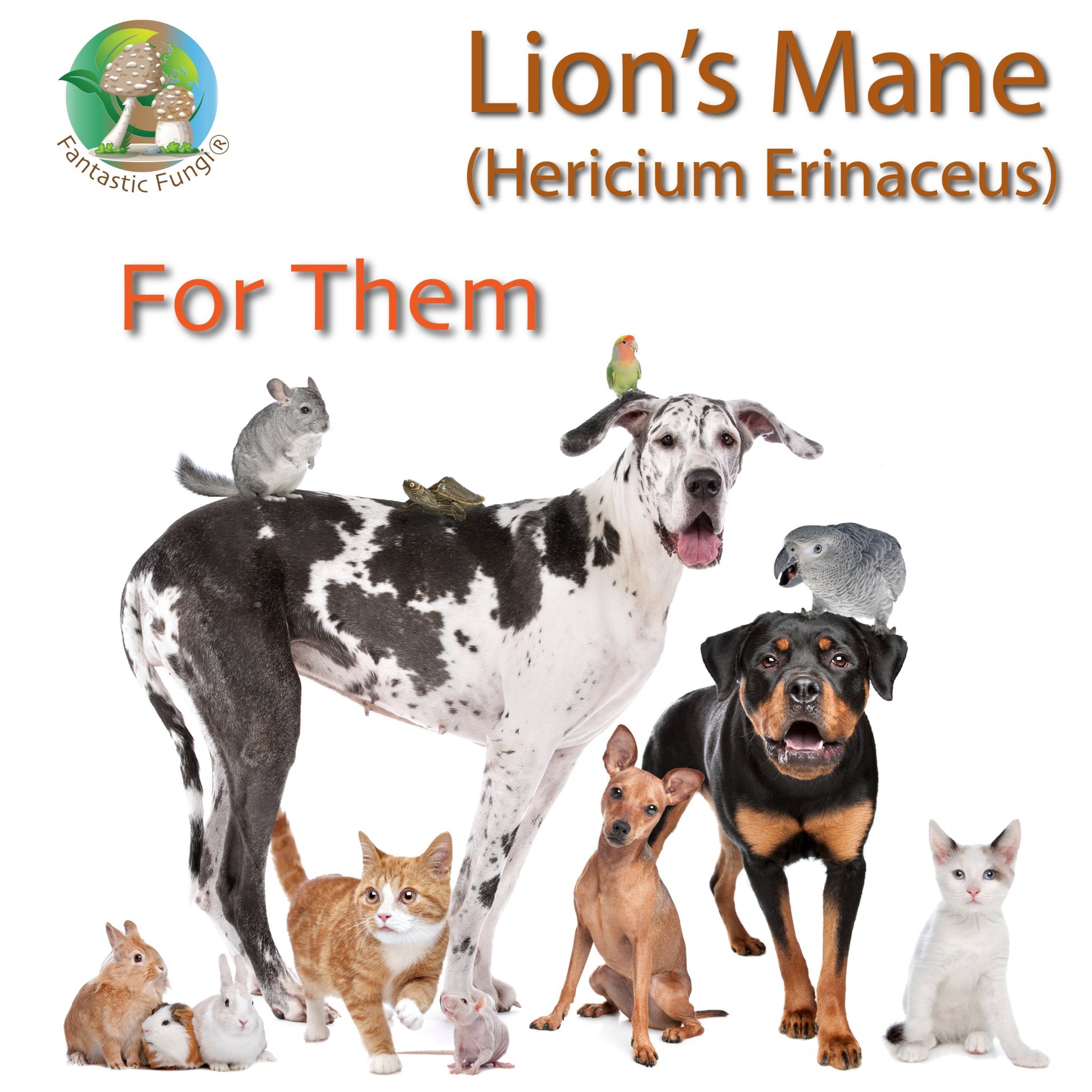 Organic Lion’s Mane (Hericium Erinaceus) Mushroom extract powder / Extrait d’hydne hérisson (Hericium Erinaceus) biologique en poudre - Ecogenya