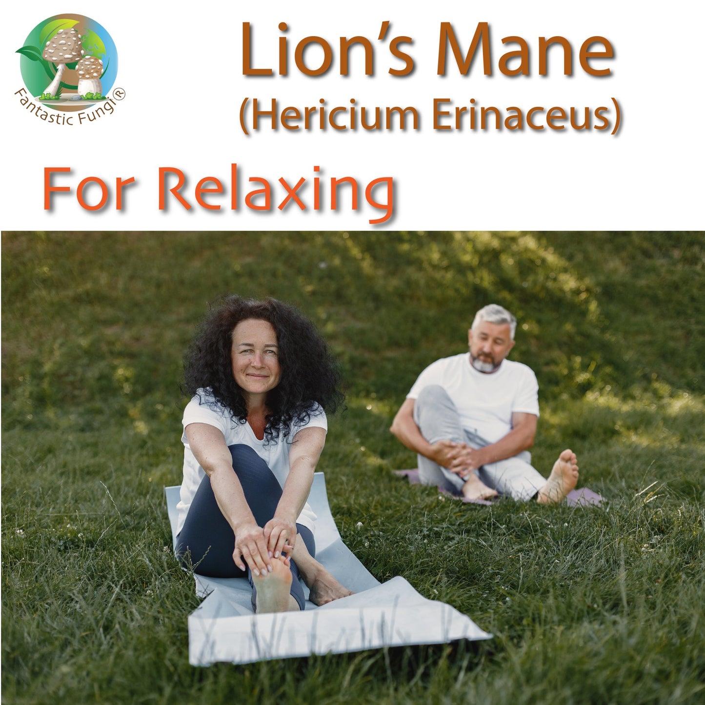 Organic Lion’s Mane (Hericium Erinaceus) Mushroom extract powder / Extrait d’hydne hérisson (Hericium Erinaceus) biologique en poudre - Ecogenya