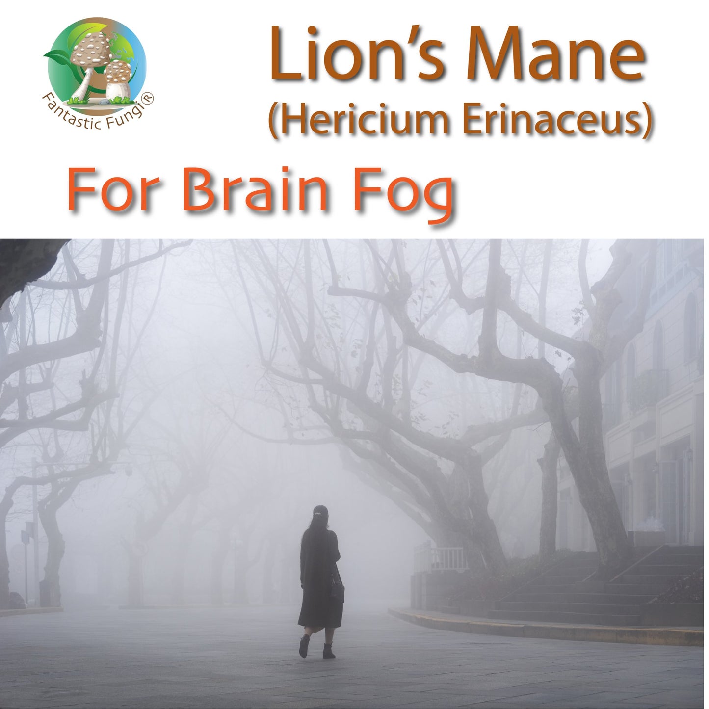 Organic Lion’s Mane (Hericium Erinaceus) Mushroom extract powder / Extrait d’hydne hérisson (Hericium Erinaceus) biologique en poudre - Ecogenya