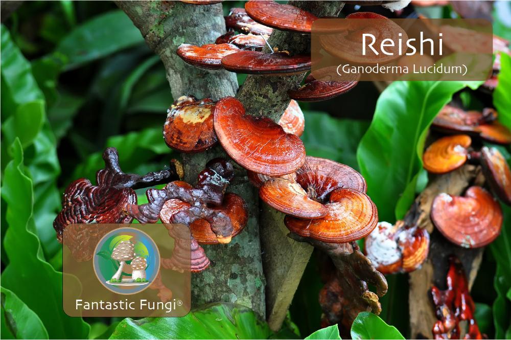 Organic Reishi (Ganoderma lucidum) Mushroom extract powder / Extrait de Reishi (Ganoderma lucidum) biologique en poudre - Ecogenya