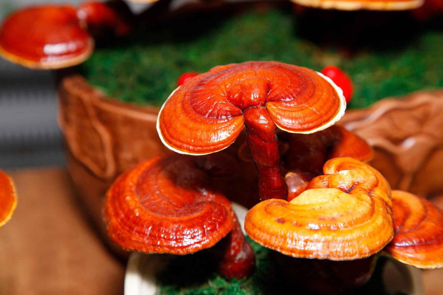 Organic Reishi (Ganoderma lucidum) Mushroom extract powder / Extrait de Reishi (Ganoderma lucidum) biologique en poudre