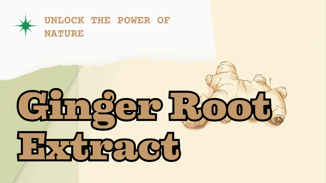 Ginger root extract benefits — Ecogenya