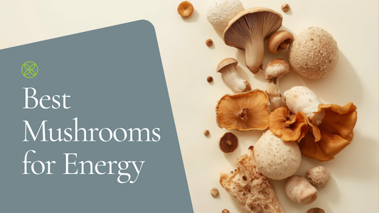 Best mushrooms for energy — Ecogenya