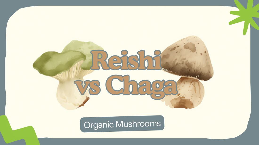 Reishi vs Chaga comparison — Ecogenya