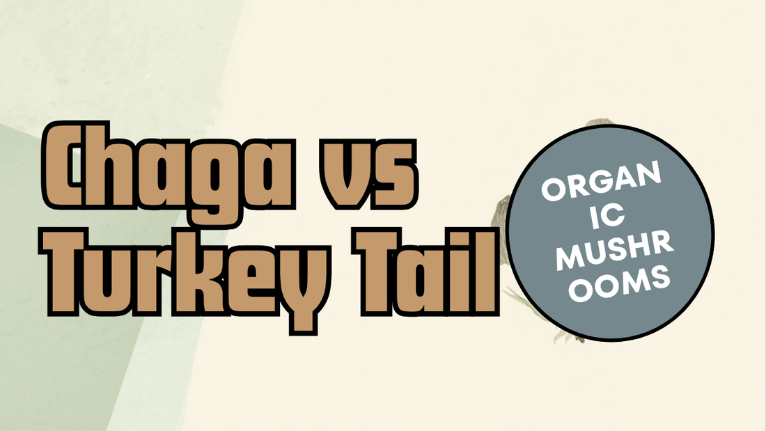 Chaga vs Turkey Tail comparison — Ecogenya