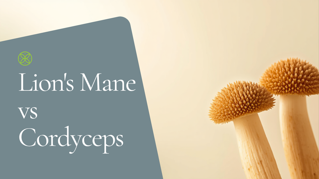 Lion's Mane vs Cordyceps comparison — Ecogenya