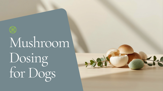 Mushroom dosing for dogs by weight — Ecogenya pet mushroom guide