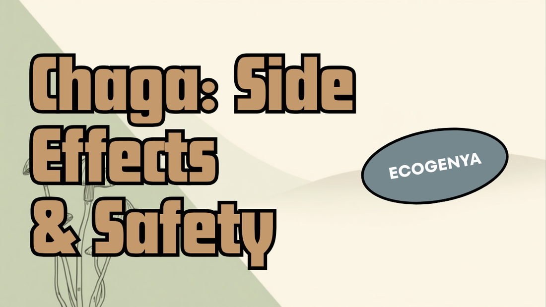 Chaga side effects and safety — Ecogenya