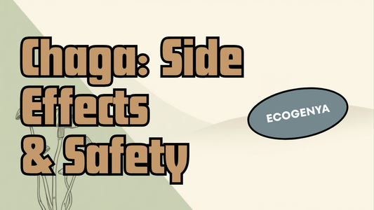 Chaga side effects and safety — Ecogenya