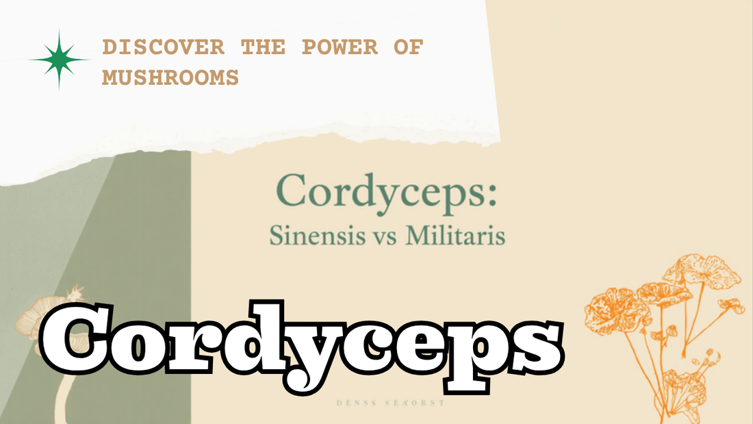Cordyceps sinensis vs militaris comparison — Ecogenya