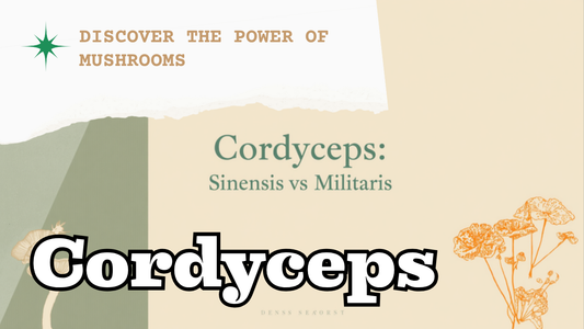 Cordyceps sinensis vs militaris comparison — Ecogenya