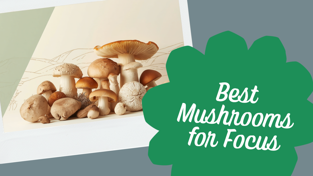Best mushrooms for focus and brain health — Ecogenya
