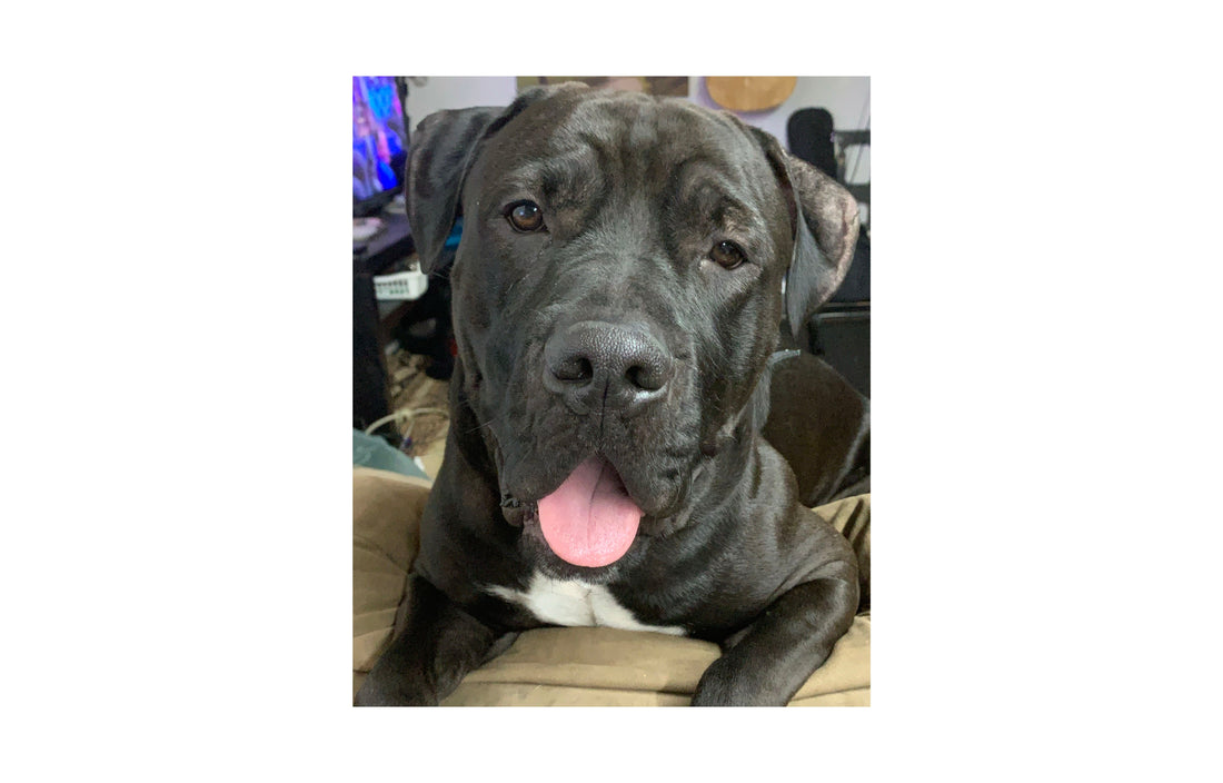 Blue is a Cane Corso cross