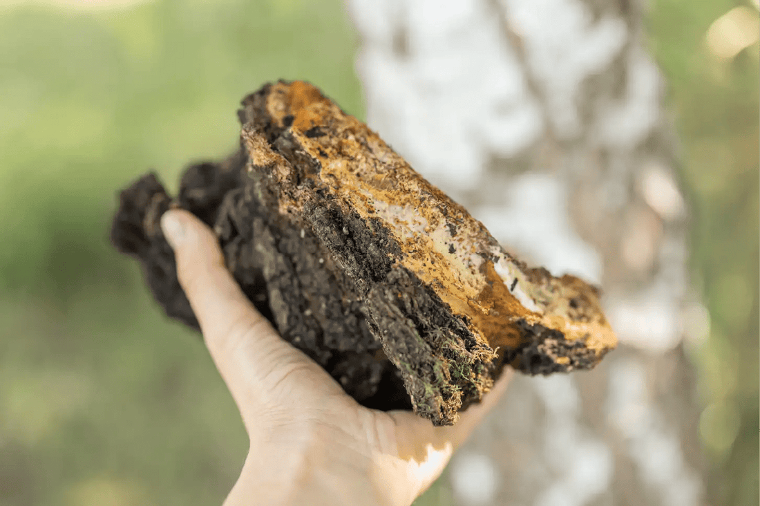 Chaga for Skin Health: The Secret to Glowing Skin - Ecogenya