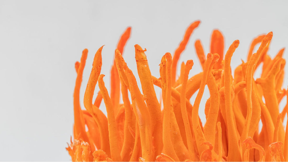 Cordyceps benefits - There are many! - Ecogenya