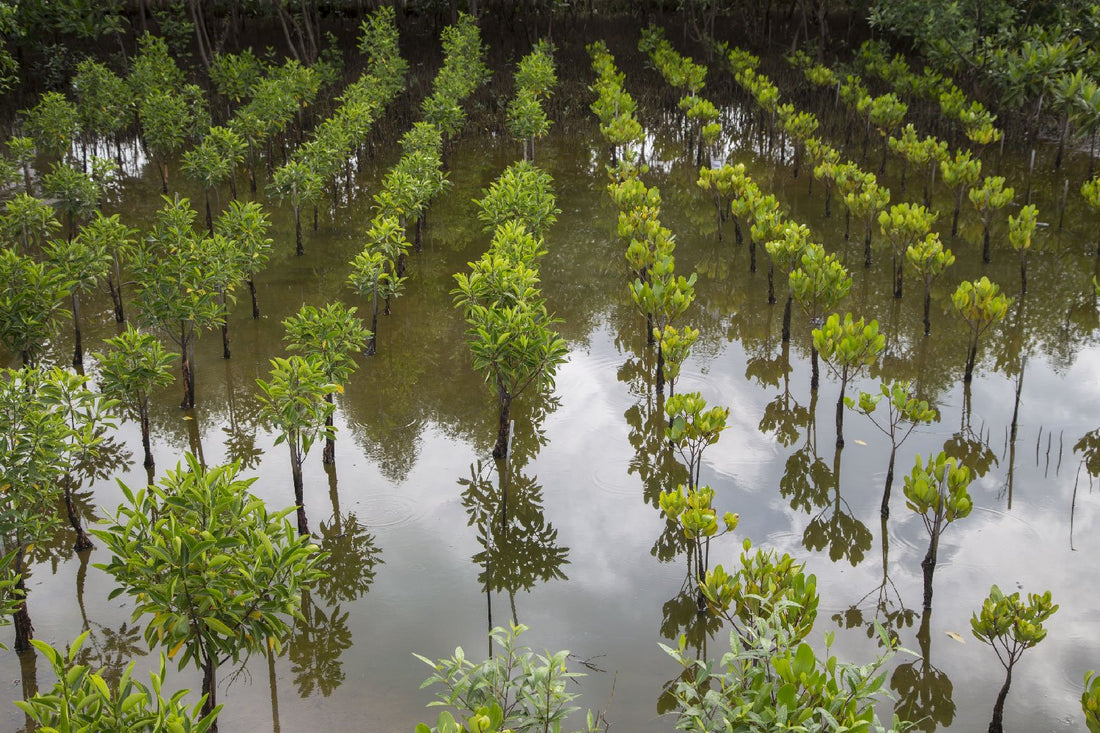 Ecogenya blog: our sustainability commitment to plant a tree with every purchase