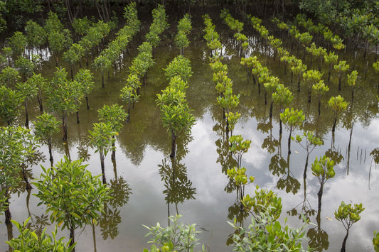 Ecogenya blog: our sustainability commitment to plant a tree with every purchase