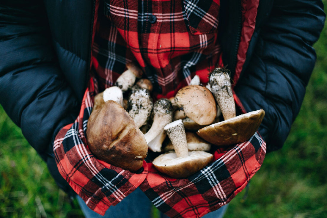 From Fungi to Humans: Exploring the Surprising Connection and Benefits of Mushroom Extracts - Ecogenya