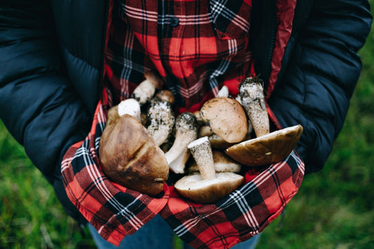 Ecogenya blog: from fungi to humans, the benefits of mushroom extracts