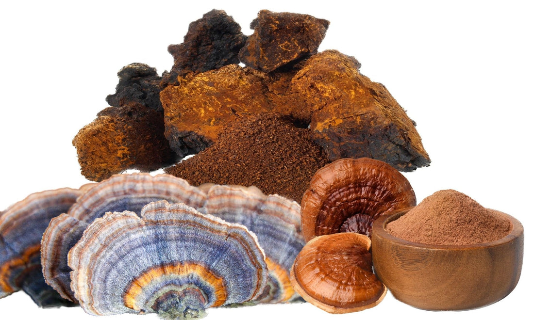 Ecogenya blog: immune system support and how mushrooms help you stay healthy