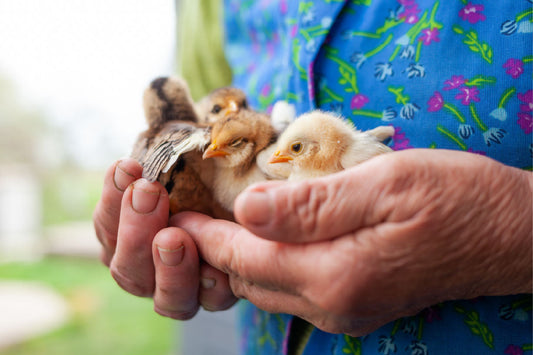 Can Mushrooms Help Protect Your Chickens? Shiitake Might Be the Secret