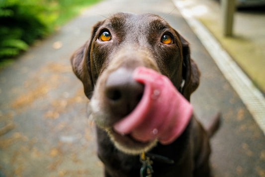 Ecogenya blog: leaky gut in dogs and cats, signs, causes and how to help