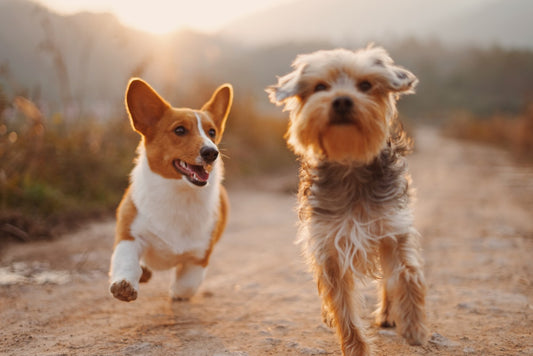 Ecogenya blog: Super 7 mushroom blend for dogs and cats, whole-body health support
