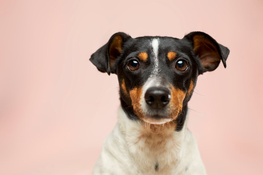 Ecogenya blog: why gravy toppers are the easiest upgrade for your pet's meals
