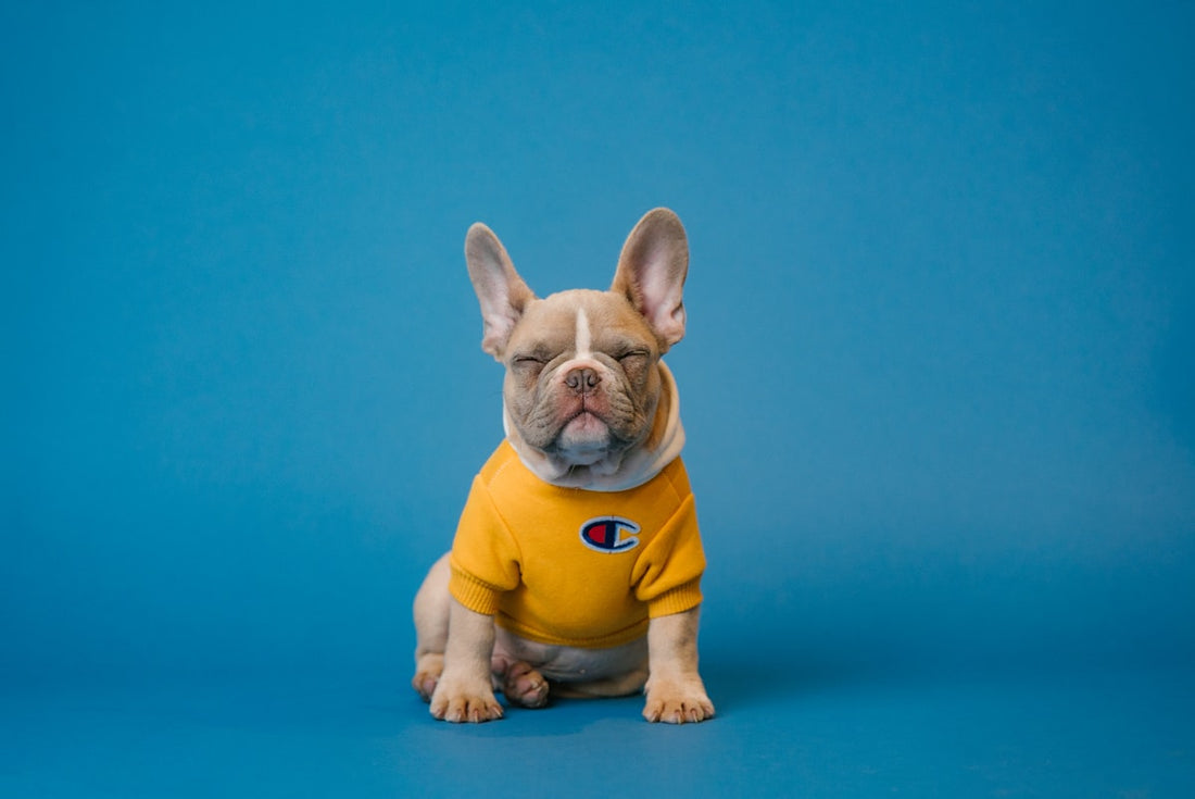 Ecogenya blog: the complete guide to pet food toppers, what they are and how to choose