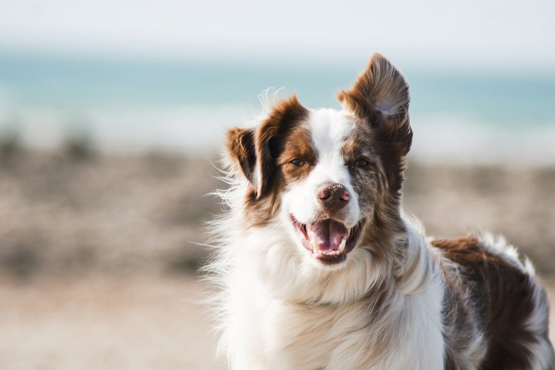 Ecogenya blog: eggs for dogs, a nutritional powerhouse your dog will love