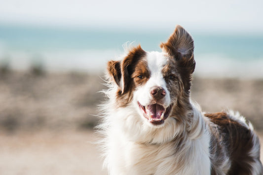 Ecogenya blog: eggs for dogs, a nutritional powerhouse your dog will love