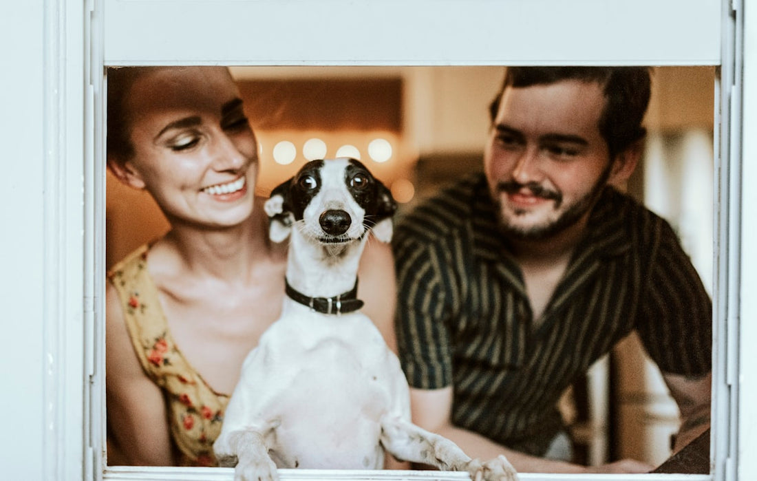 Ecogenya blog: feeding your senior pet, a practical guide to health in the later years