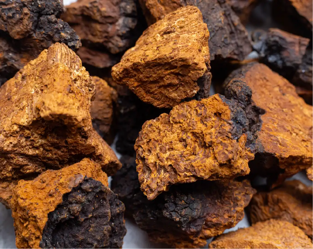 Top 10 Proven Health Benefits of Chaga Mushrooms (Inonotus obliquus)