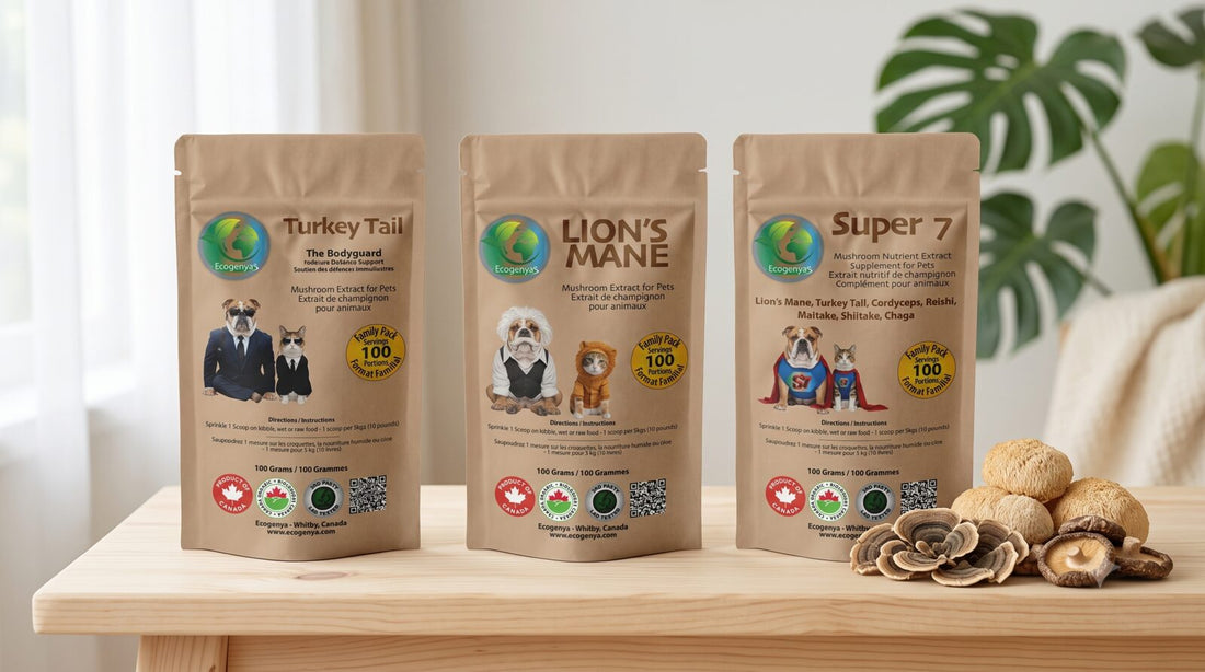 Ecogenya mushroom supplements for dogs lined up