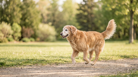 Energetic senior dog on a sunny walk