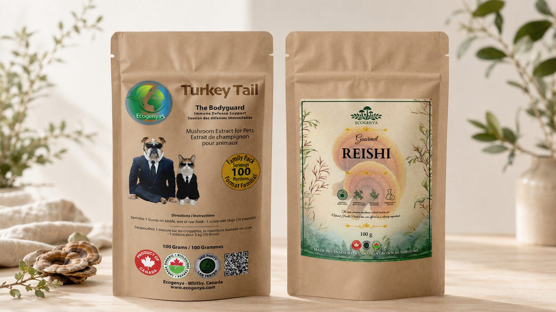 Turkey tail vs reishi for dogs comparison