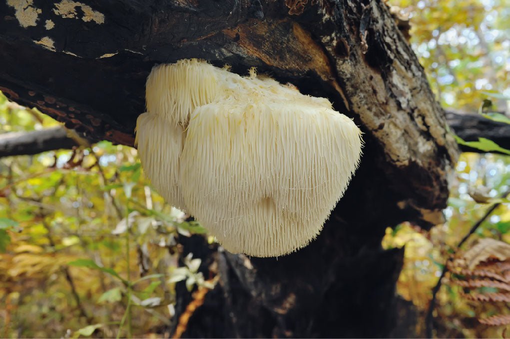 Ecogenya blog: benefits of Lion's Mane mushroom extract powder