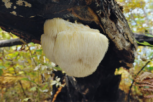 Ecogenya blog: benefits of Lion's Mane mushroom extract powder